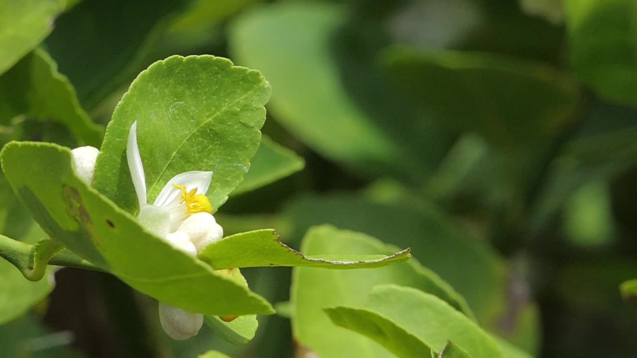 蜜蜂正在白花的花粉上采集花蜜。视频素材