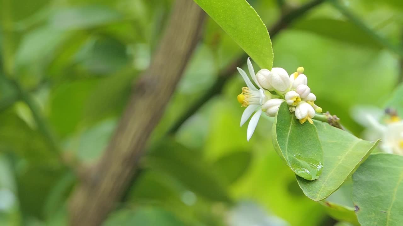 蜜蜂正在白花的花粉上采集花蜜。视频素材