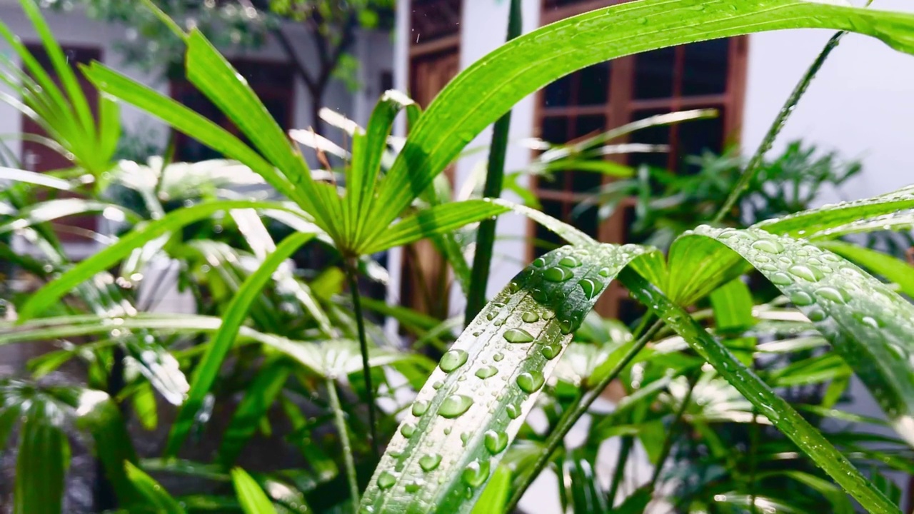 在白天的时间里，雨停在树叶上视频下载