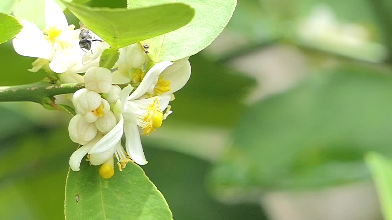 蜜蜂正在白花的花粉上采集花蜜。视频素材