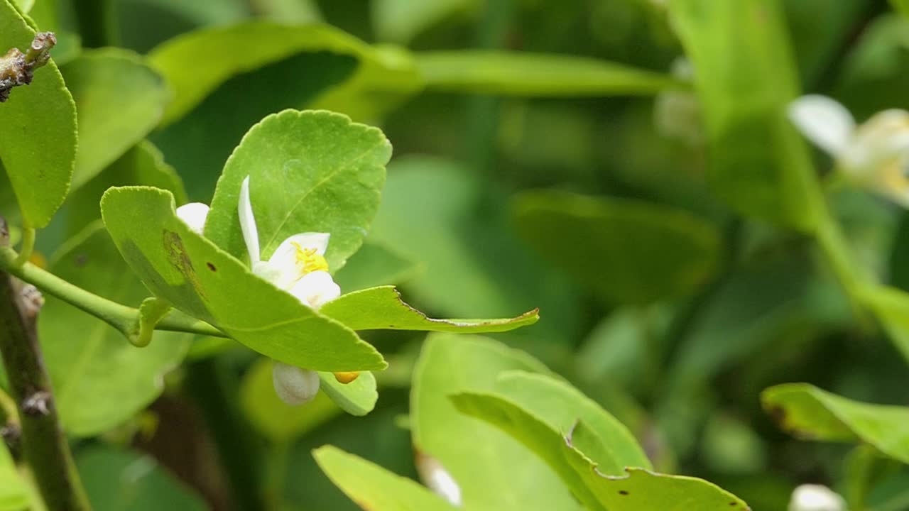 蜜蜂正在白花的花粉上采集花蜜。视频素材