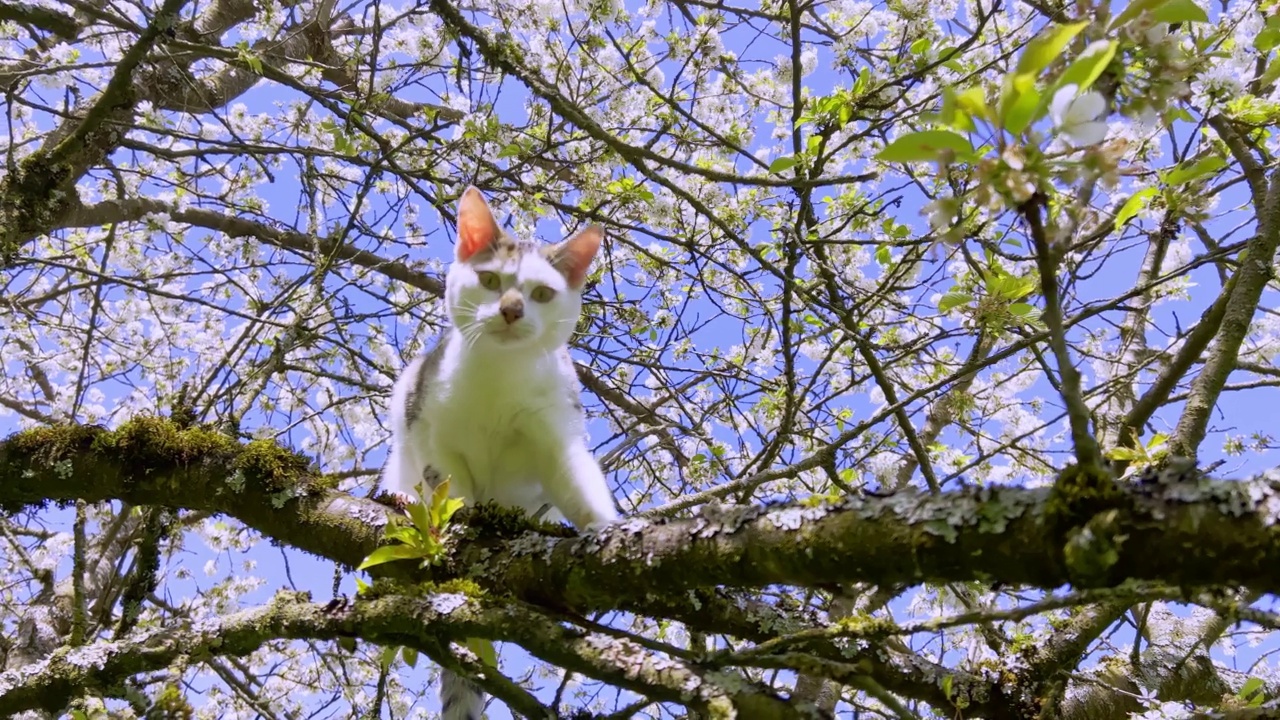 有趣的猫视频素材