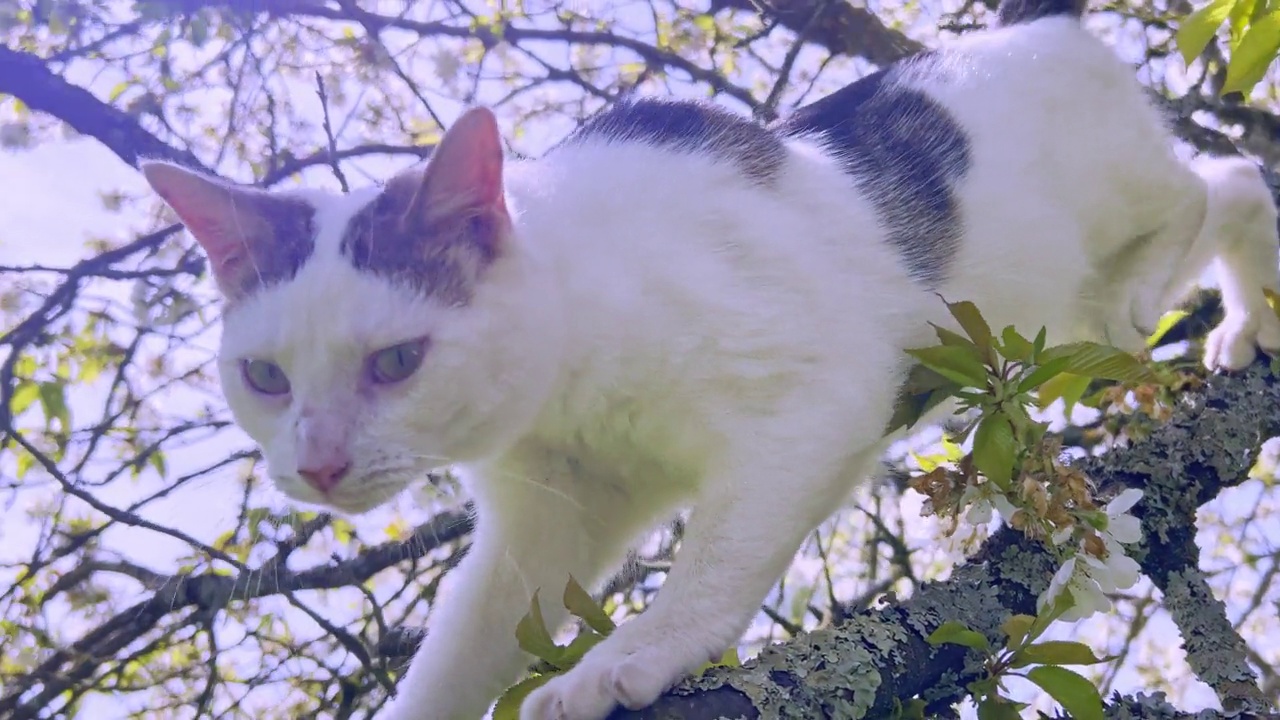 有趣的猫视频素材