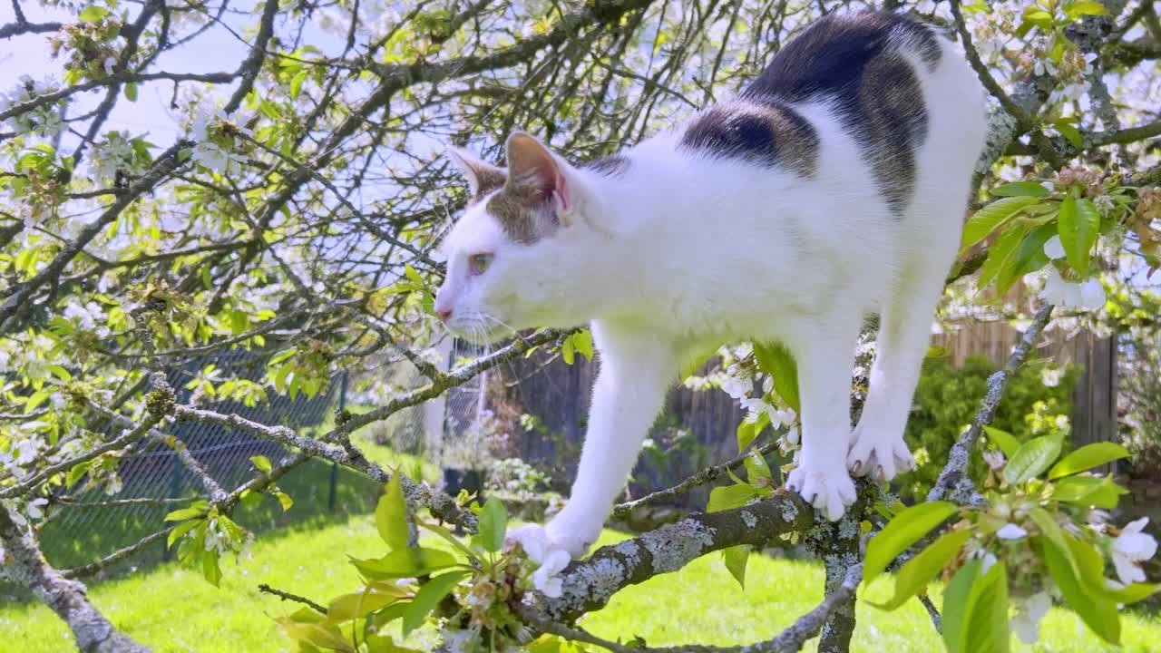 有趣的猫视频素材