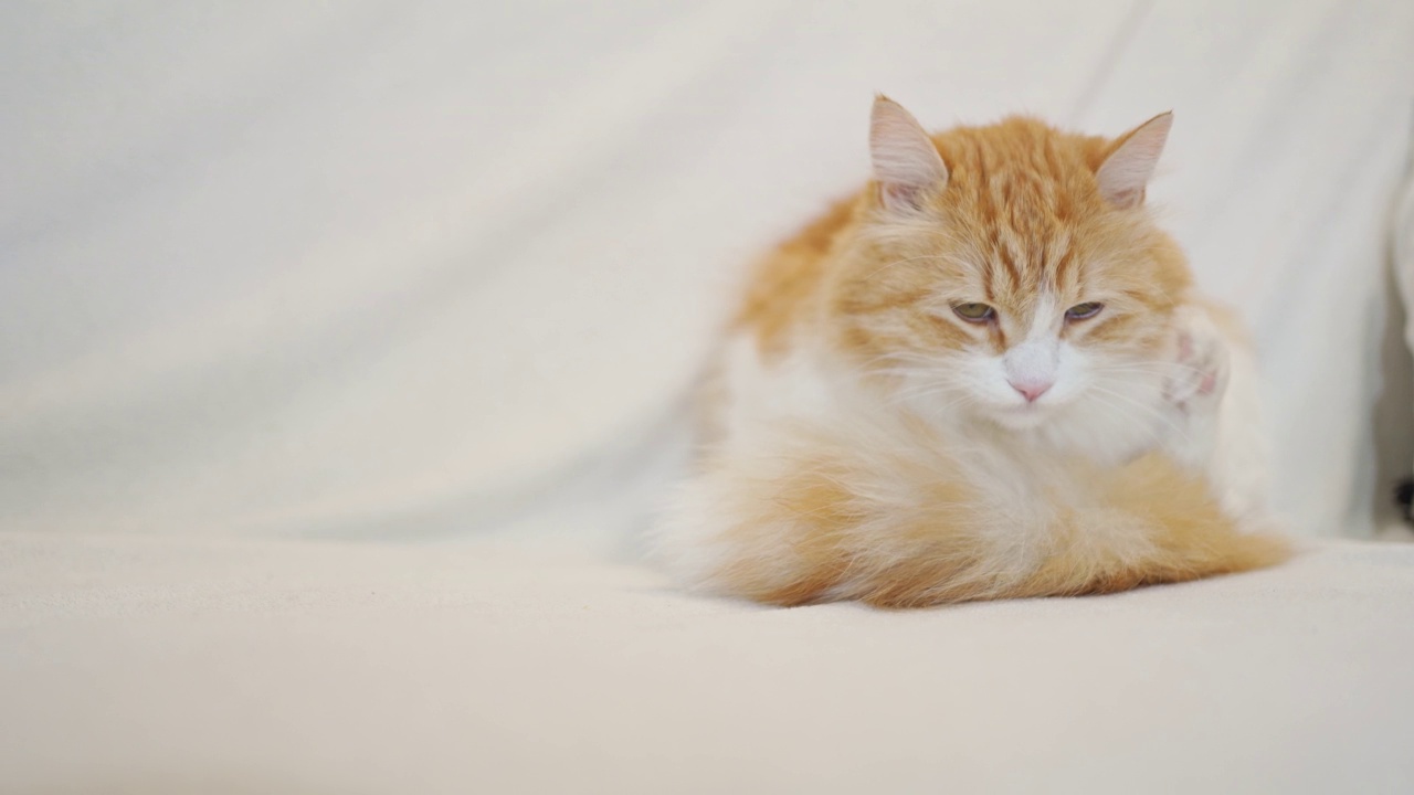 毛茸茸的红猫，白色的胸部，抬起后爪，坐在沙发上视频素材