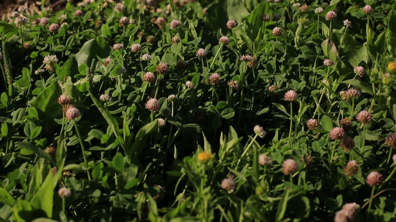 夏天的三叶草花田。视频素材