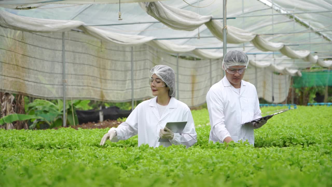 亚洲女性科学家和亚洲男性农民一起工作，在温室实验中检查一种有机蔬菜的水培实验结果。视频素材