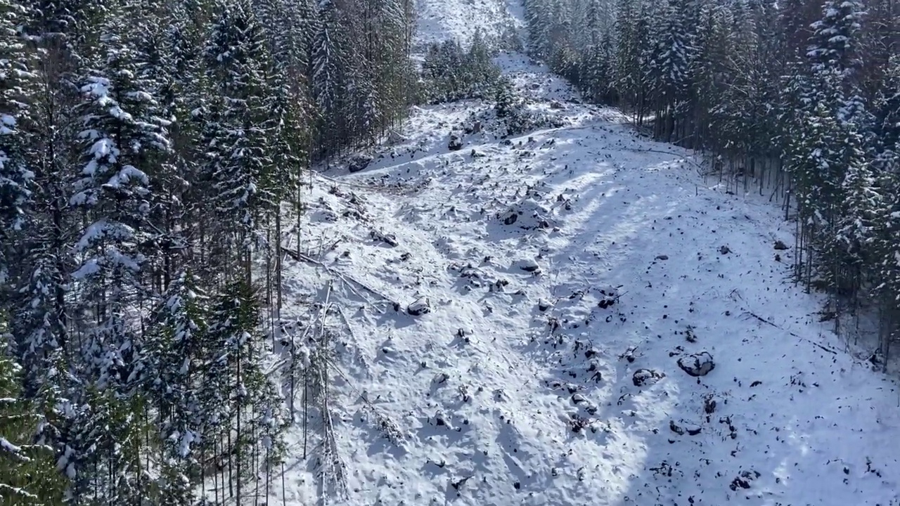 冰雪覆盖的森林视频素材