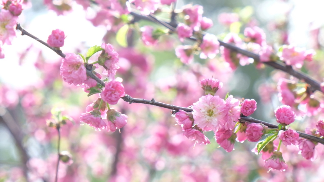 杏花三叶状的粉红色花朵。杏仁或三瓣路易斯安那，视频素材