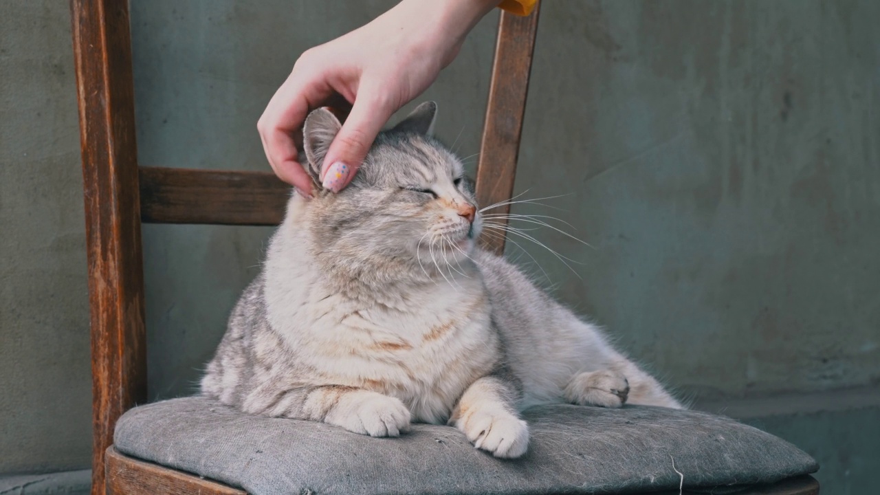 一个女人的手抚摸着一只在破椅子上无家可归的脏猫视频素材