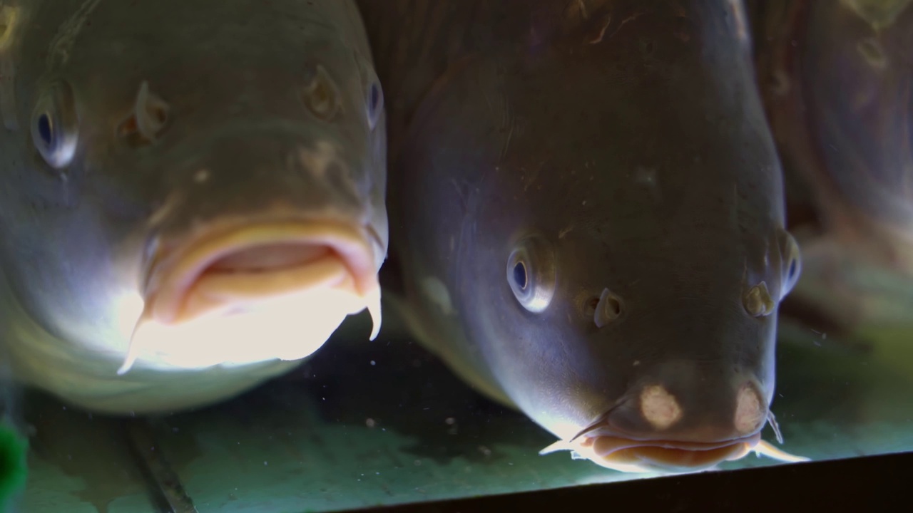 鱼市场水族商店里的鱼视频下载