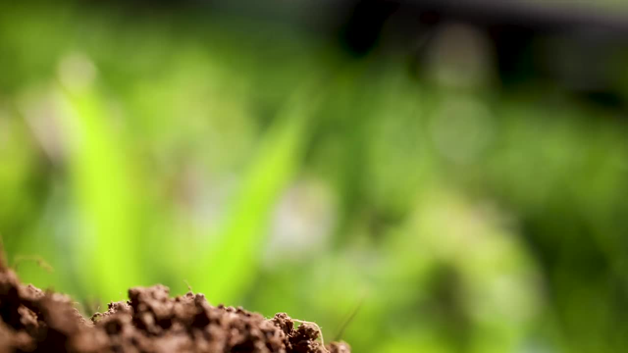 滑动在前面的湿土堆与刚刚出现的年轻植物突出的两片叶子。视频素材