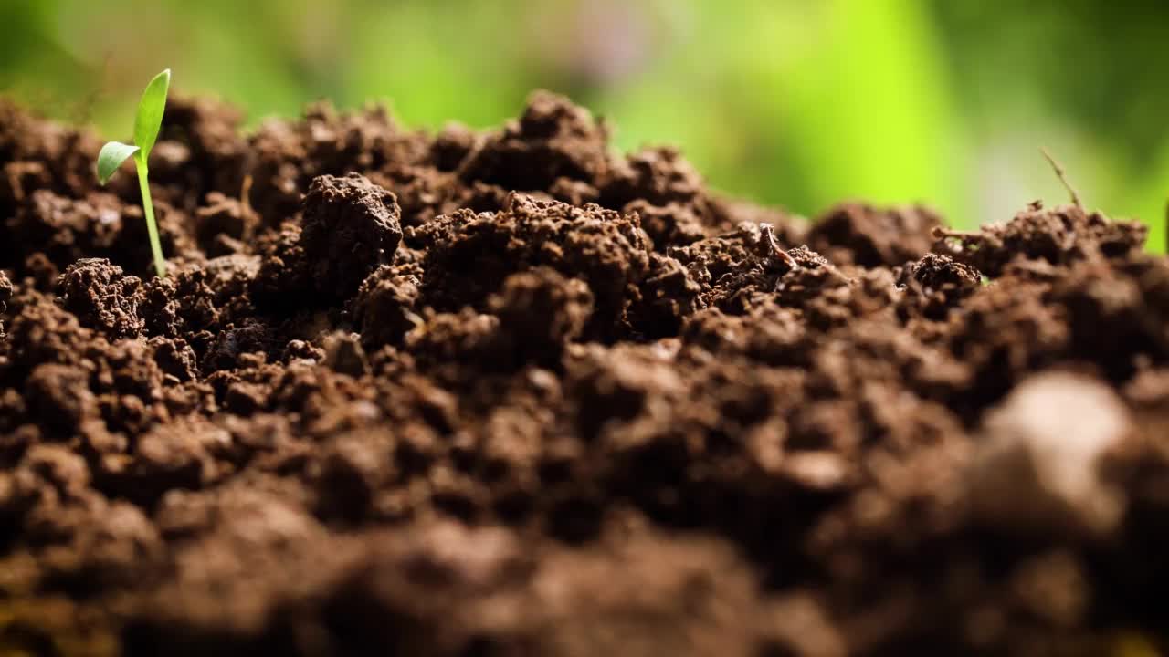 在一堆肥沃的土壤前面滑动，小植物刚刚从地面冒出来。在镜头顶部的草茎的散焦背景。视频素材