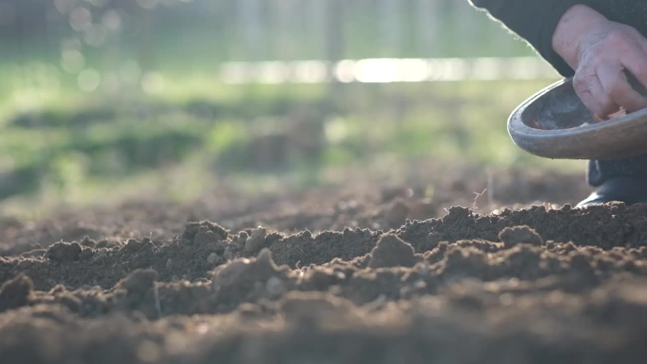 在地里种洋葱的老妇人视频素材