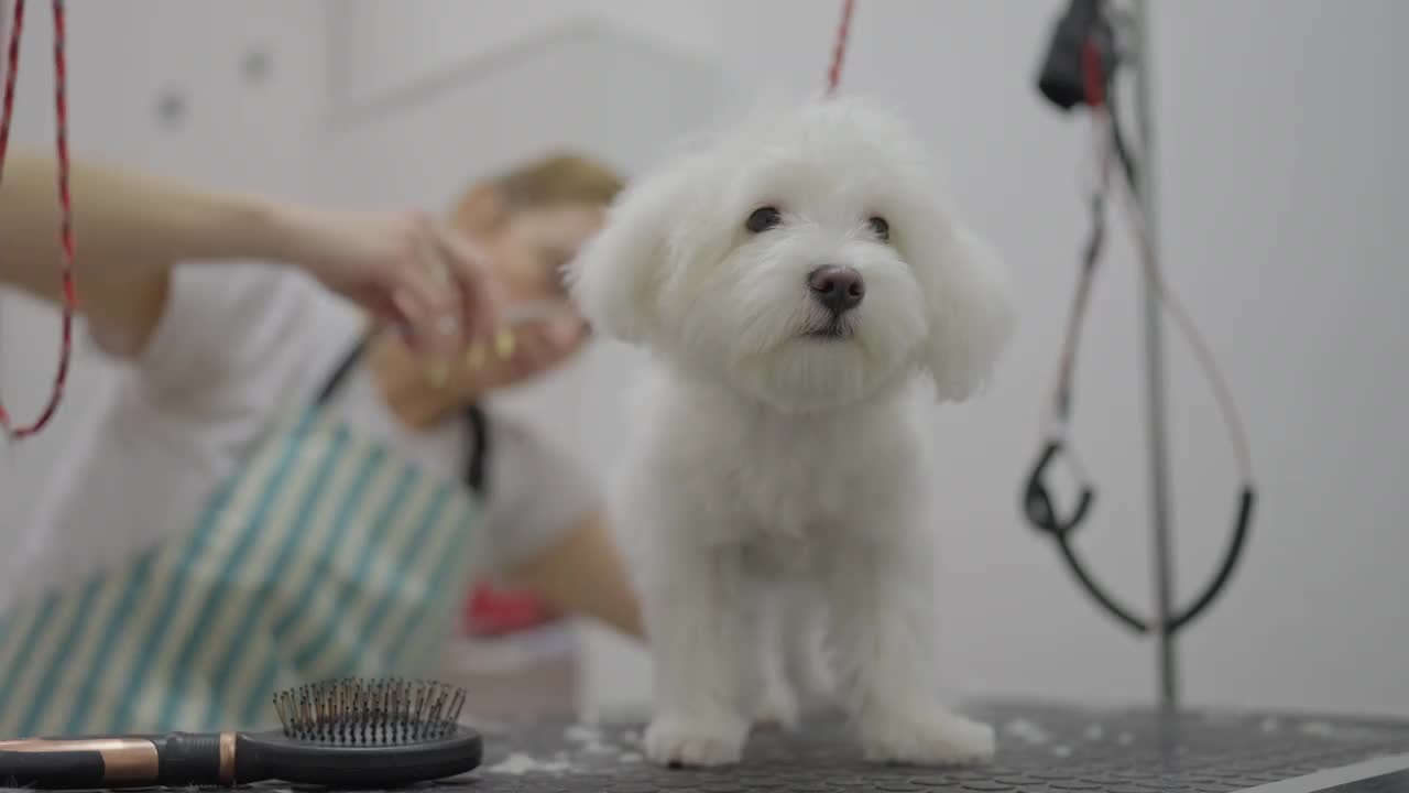 动物美容师用剪刀修剪马耳他犬的毛发视频素材