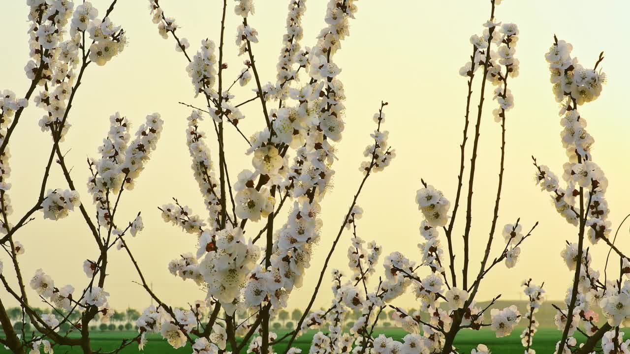 杏花随风摇曳视频素材