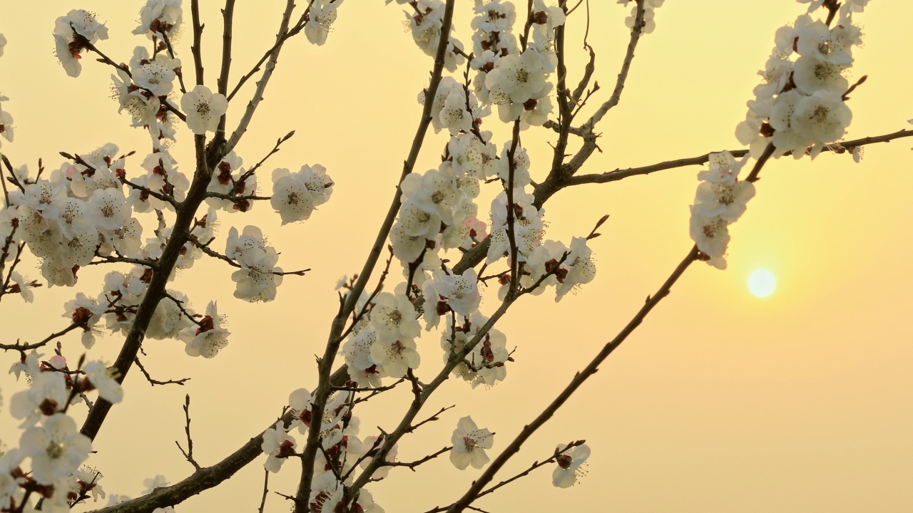 杏花随风摇曳视频素材