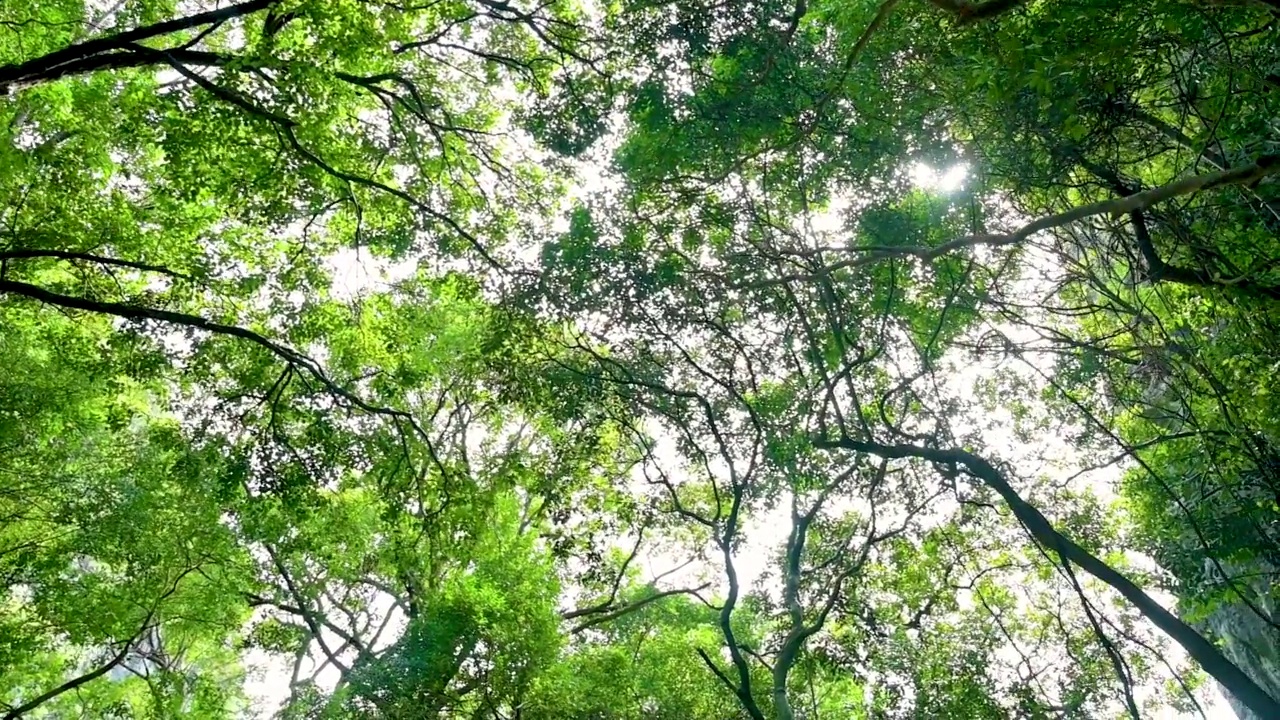 泰国热带地区茂密的森林视频素材