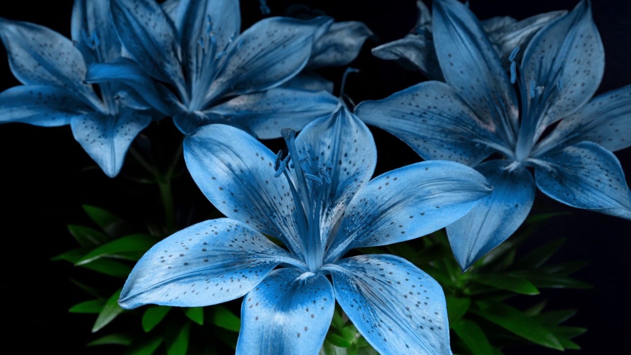 蓝色百合盛开在一个树叶和黑色背景的时间流逝。淡蓝色的花在时间流逝中打开花瓣。盛开的植物嫩视频从开花到枯萎的花视频素材