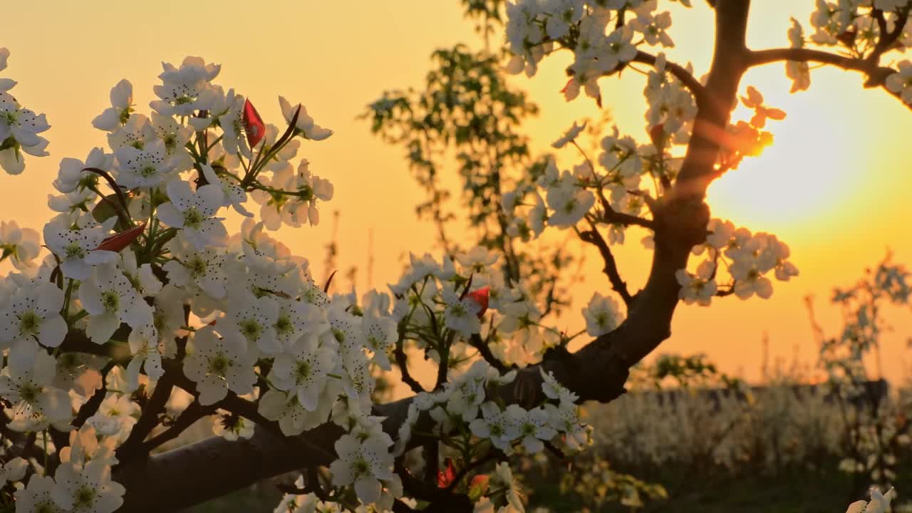 美丽的梨花自然景观在日落视频素材