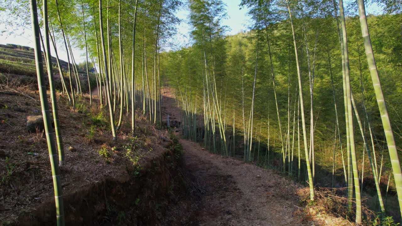 阳光照在竹林里视频素材