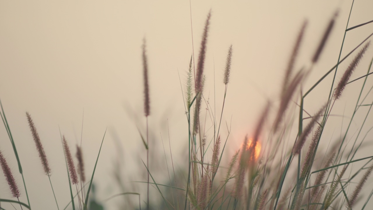 背景移动的草，夕阳的光。视频素材