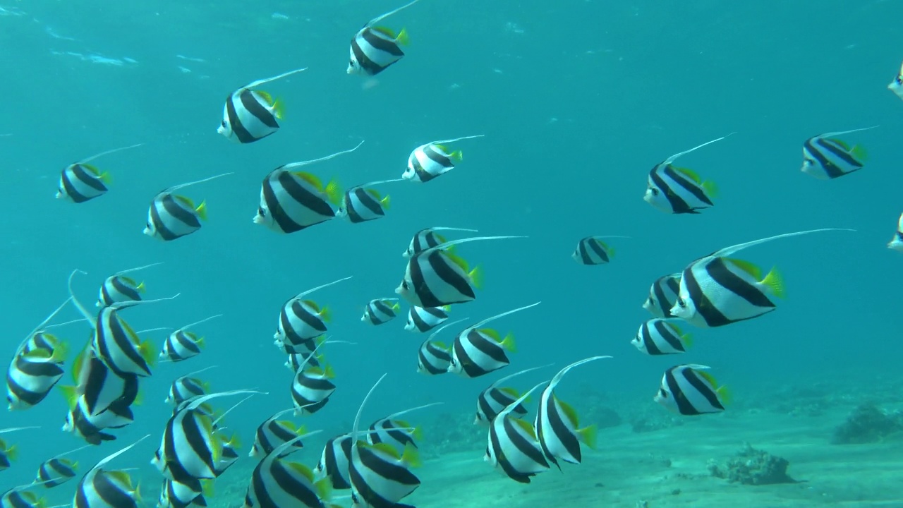 蝴蝶鱼。学校kabouba - Scholing bannerfish - Heniochus diphreutes (Chaetodontidae) -可长到18厘米。视频素材