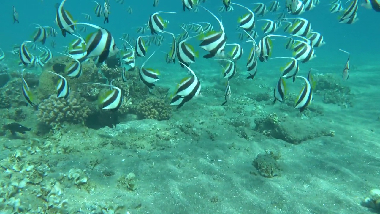 蝴蝶鱼。学校kabouba - Scholing bannerfish - Heniochus diphreutes (Chaetodontidae) -可长到18厘米。视频素材