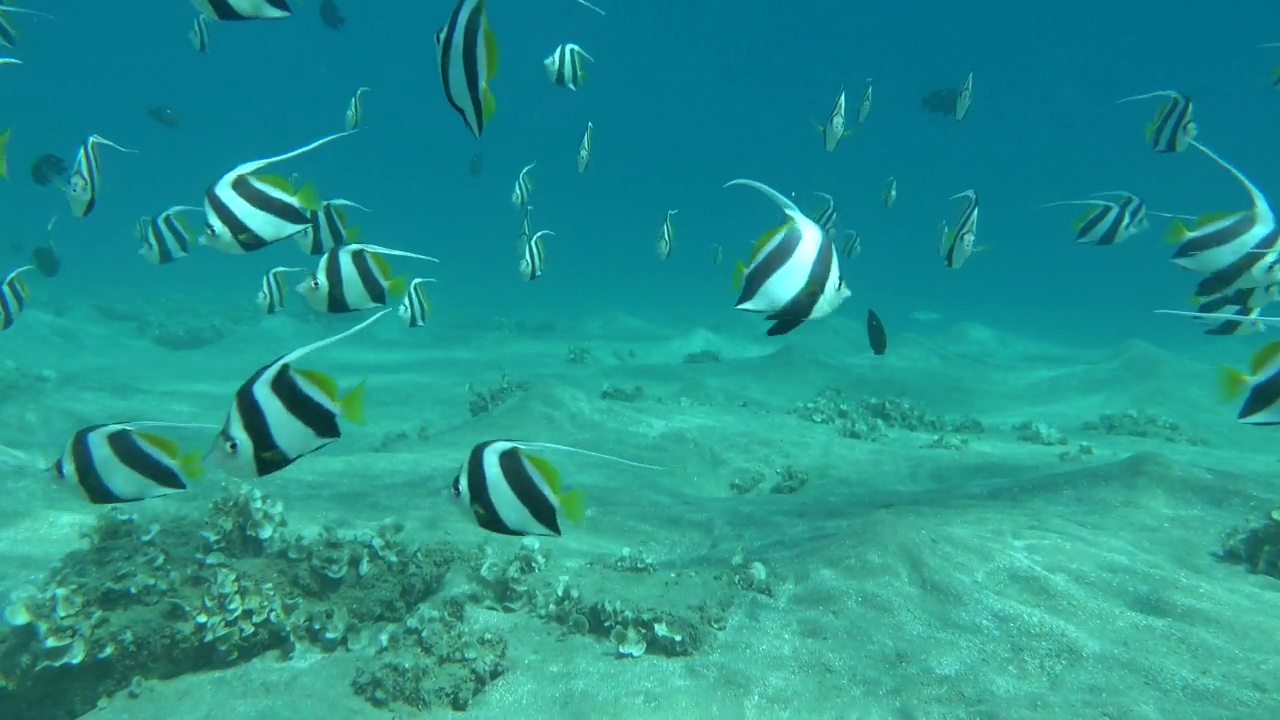 蝴蝶鱼。学校kabouba - Scholing bannerfish - Heniochus diphreutes (Chaetodontidae) -可长到18厘米。视频素材