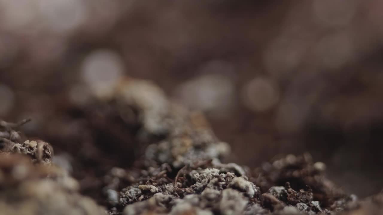 种植植物的土壤在宏观上是可见的。播种前的农田视频素材