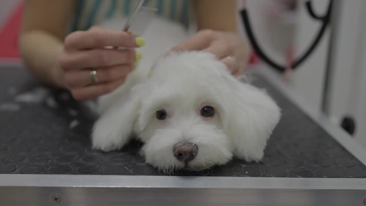 不知名的动物美容师，正在梳理马耳他犬的毛发视频素材