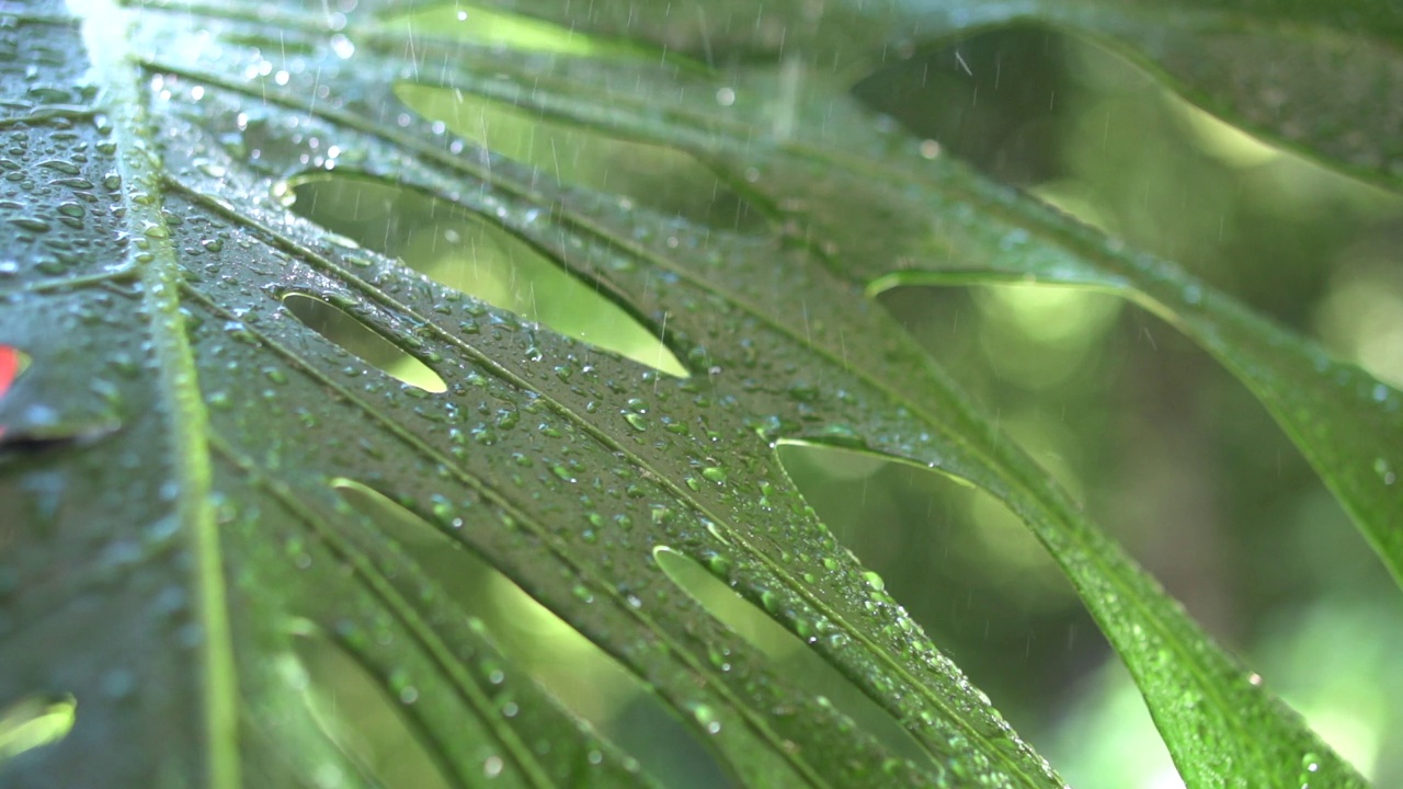 雨落在植物的绿叶上视频素材