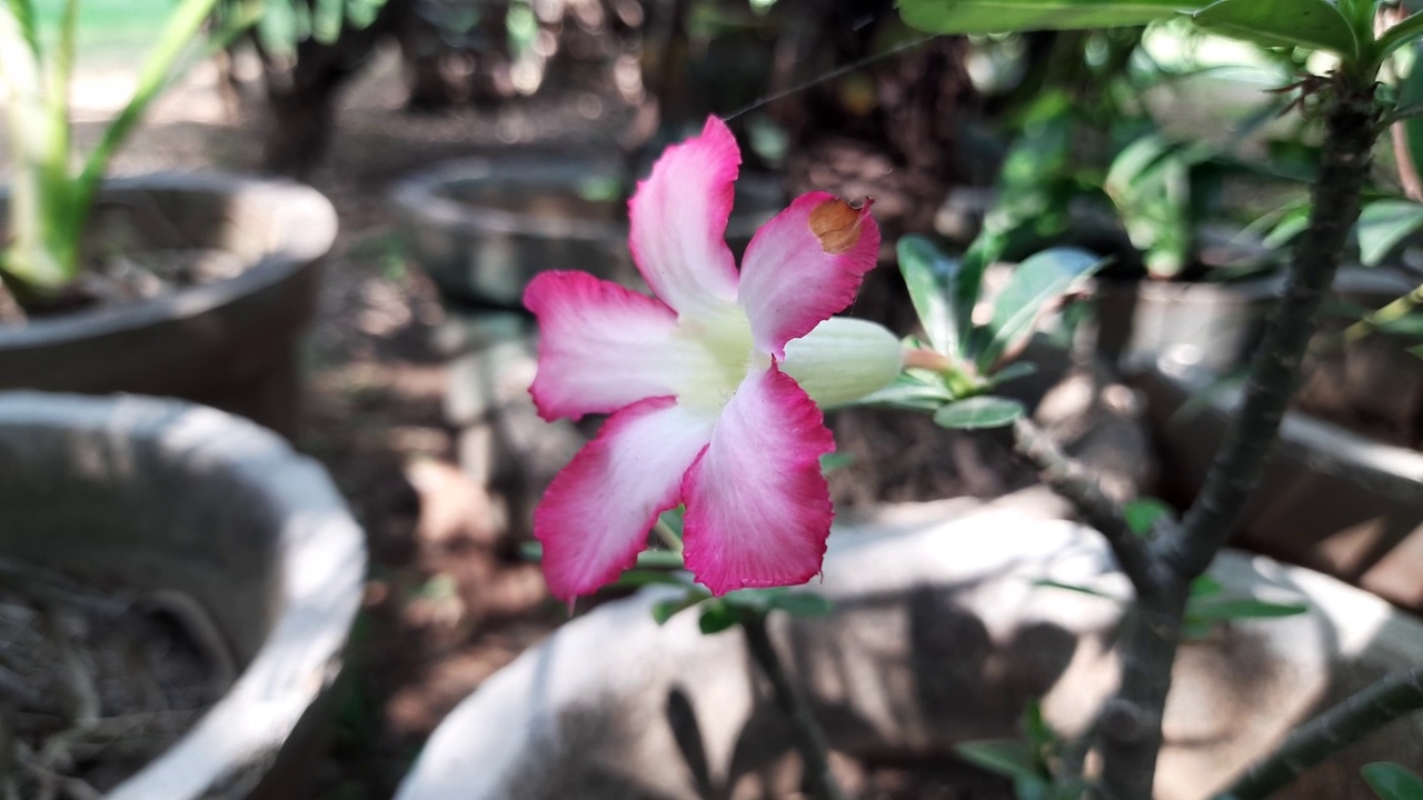 阿丹。阿拉伯花视频素材