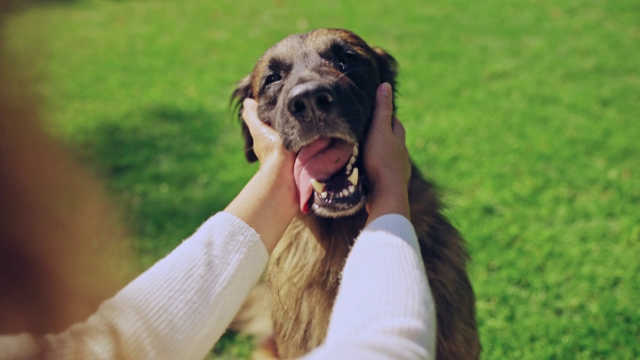 女人抚摸她的纯种德国牧羊犬，花时间在户外视频素材