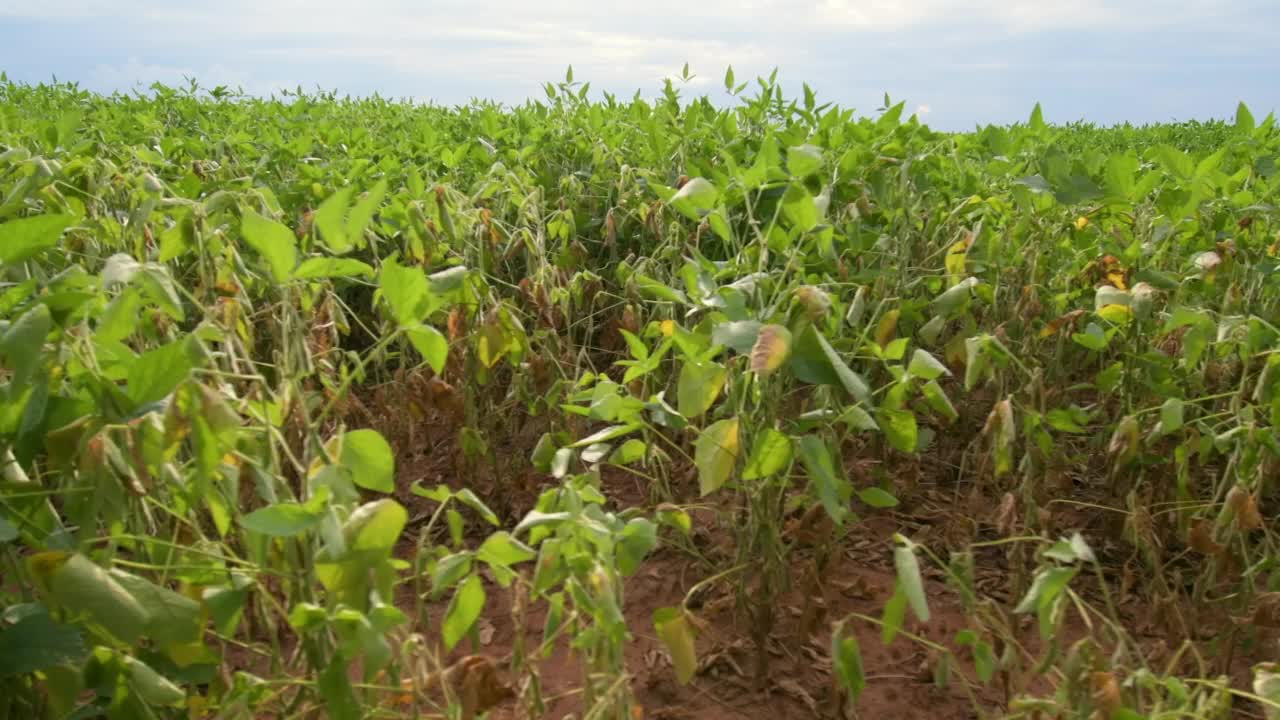 在一个大豆种植园旁边开车。视频下载