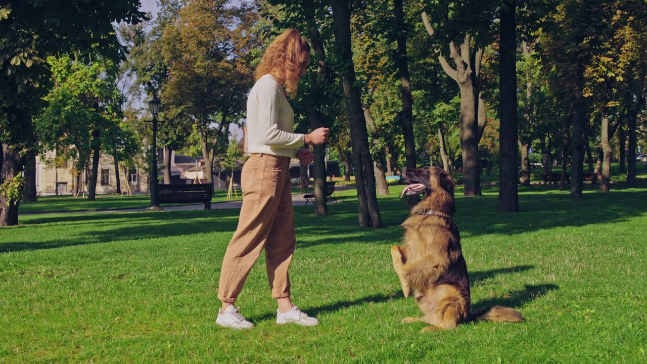 聪明的德国牧羊犬坐在命令，女人训练她的宠物视频素材