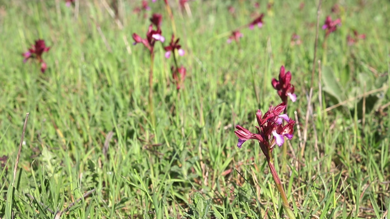 粉红色的蝴蝶兰花在田野里视频素材