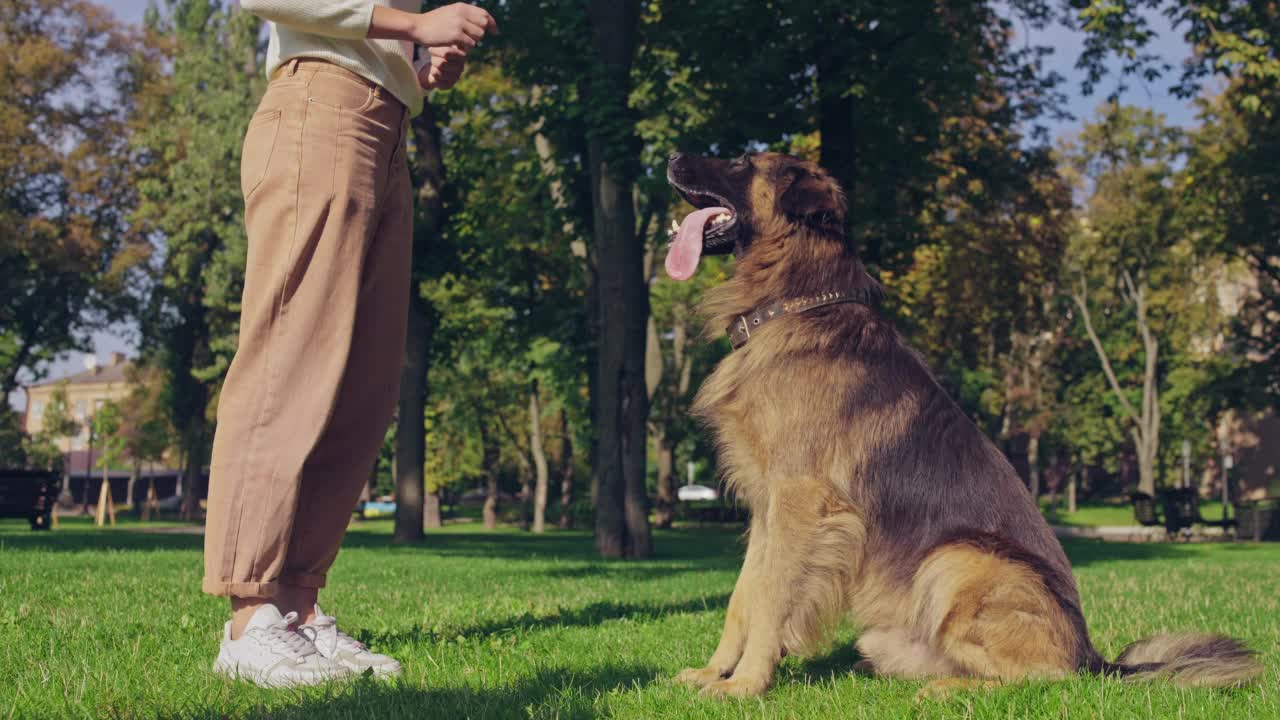 女人给德国牧羊犬坐命令，奖励表现视频素材