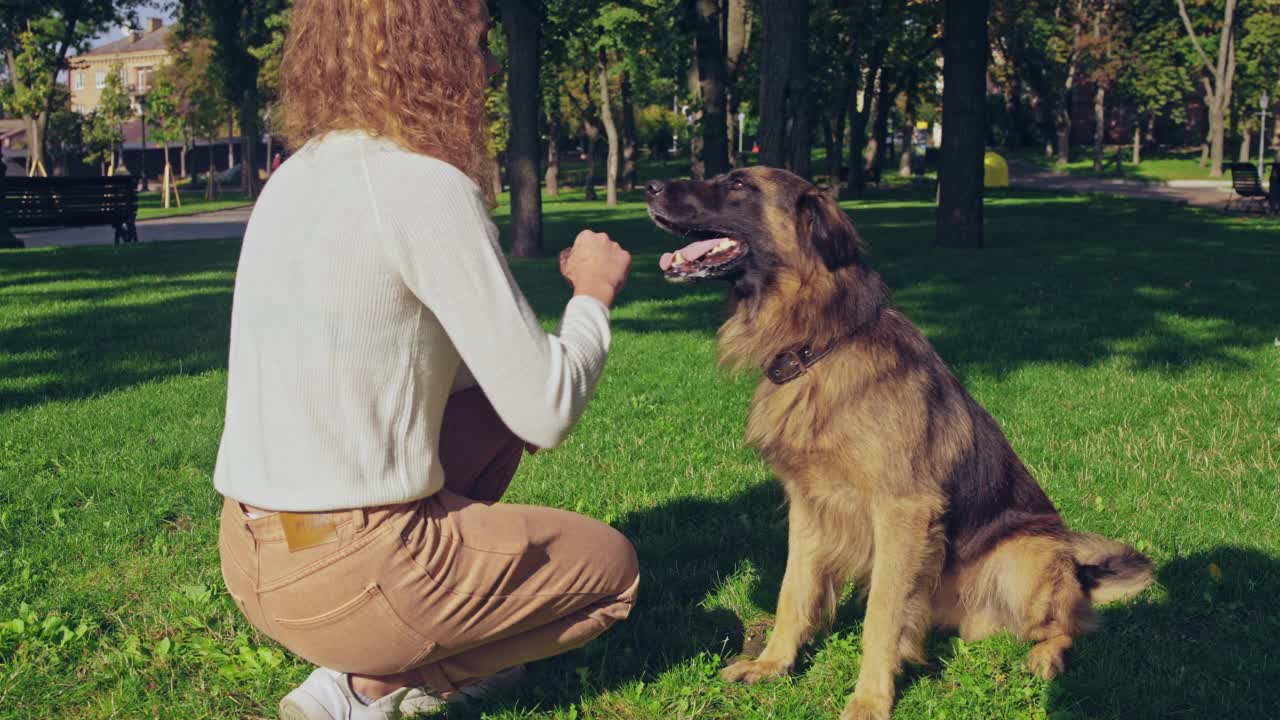 纯种德国牧羊犬在命令下吠叫，听主人的话，服从视频素材