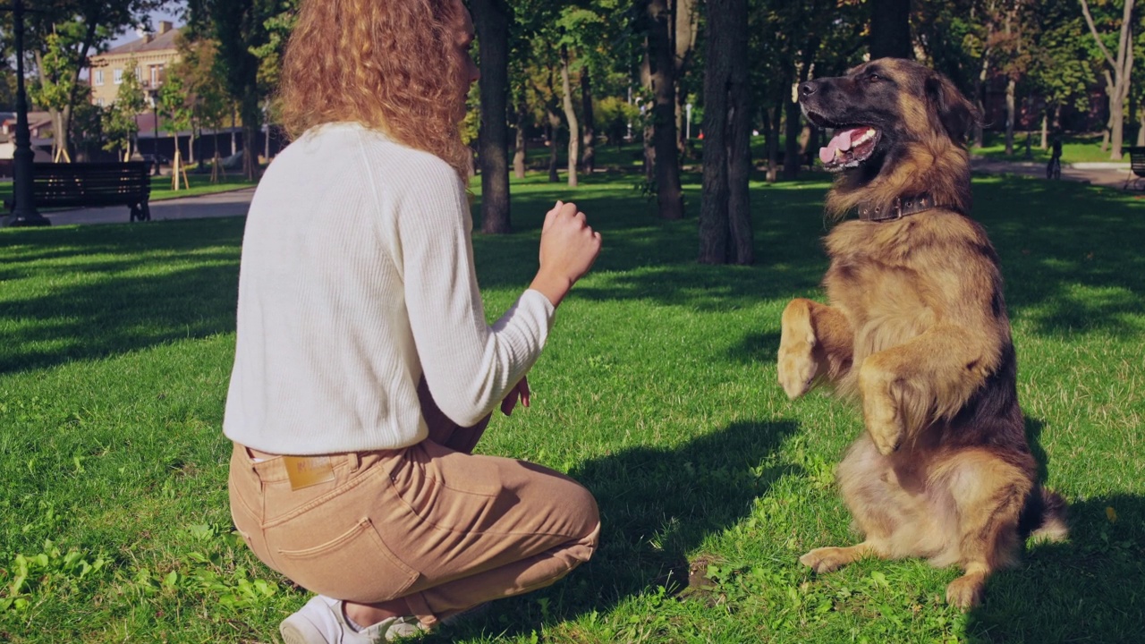 好的德国牧羊犬汪汪叫，坐着听主人的命令，服从视频素材