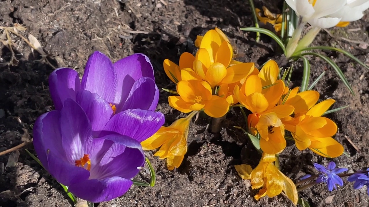 授粉:蜜蜂在开花的黄色和紫色番红花、鸢尾科植物上采集花粉。视频素材