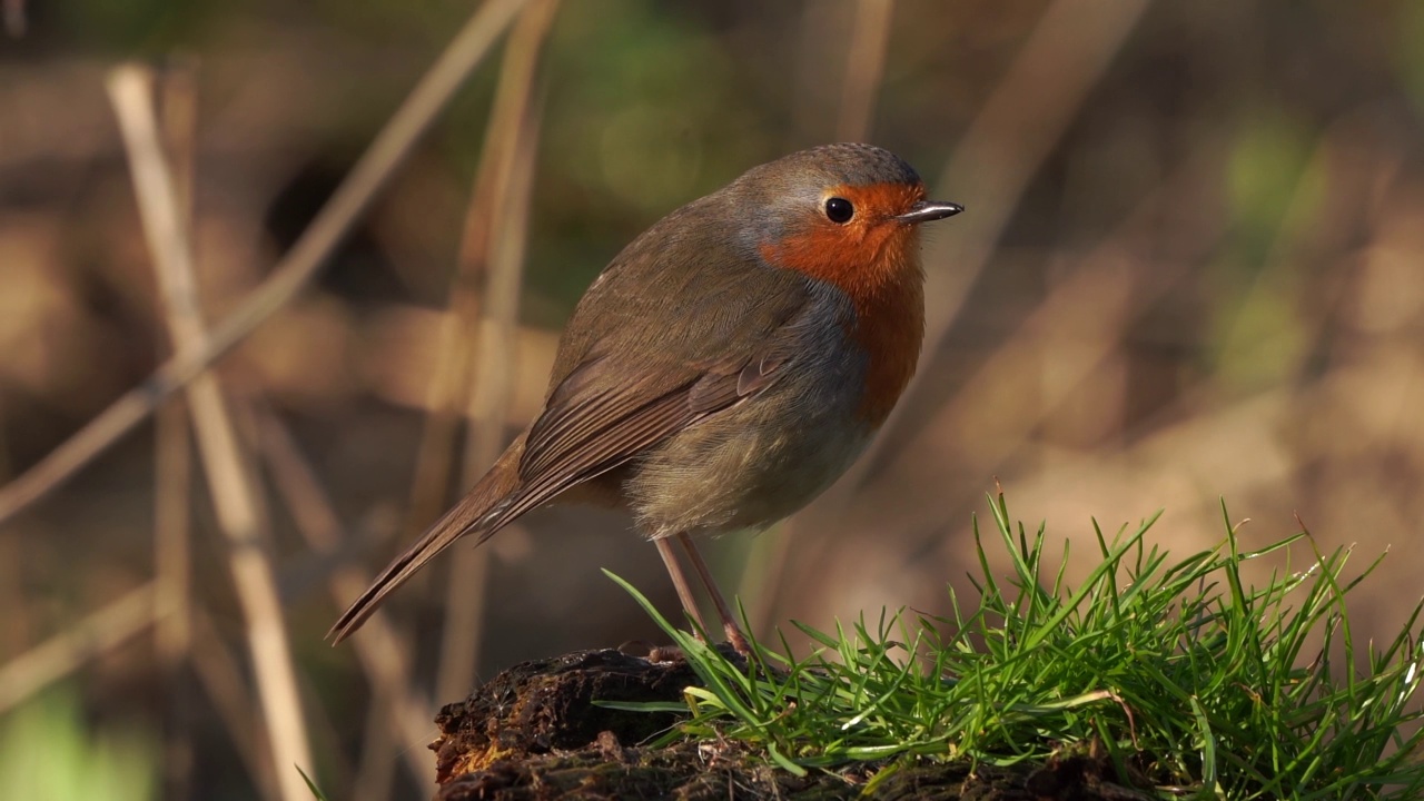 一只知更鸟(Erithacus rubecula)坐在草地上的地上视频素材