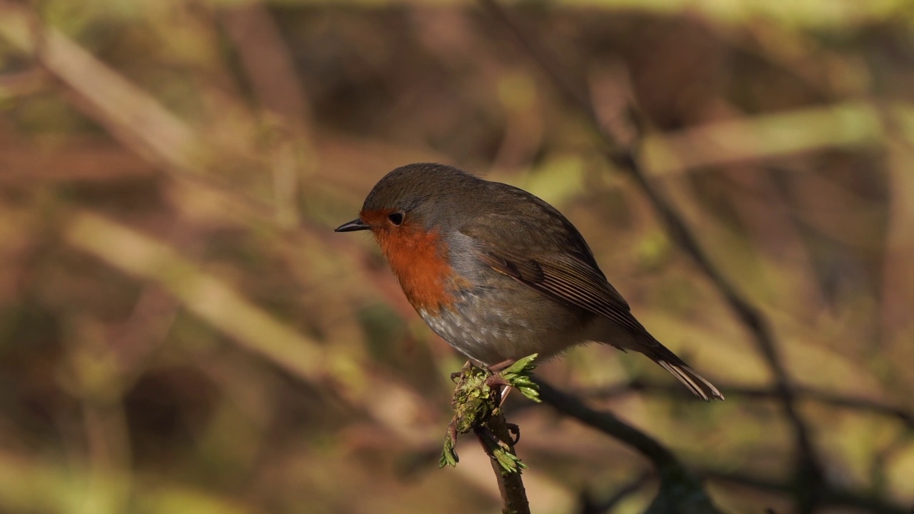 一只知更鸟(Erithacus rubecula)坐在树枝上视频素材