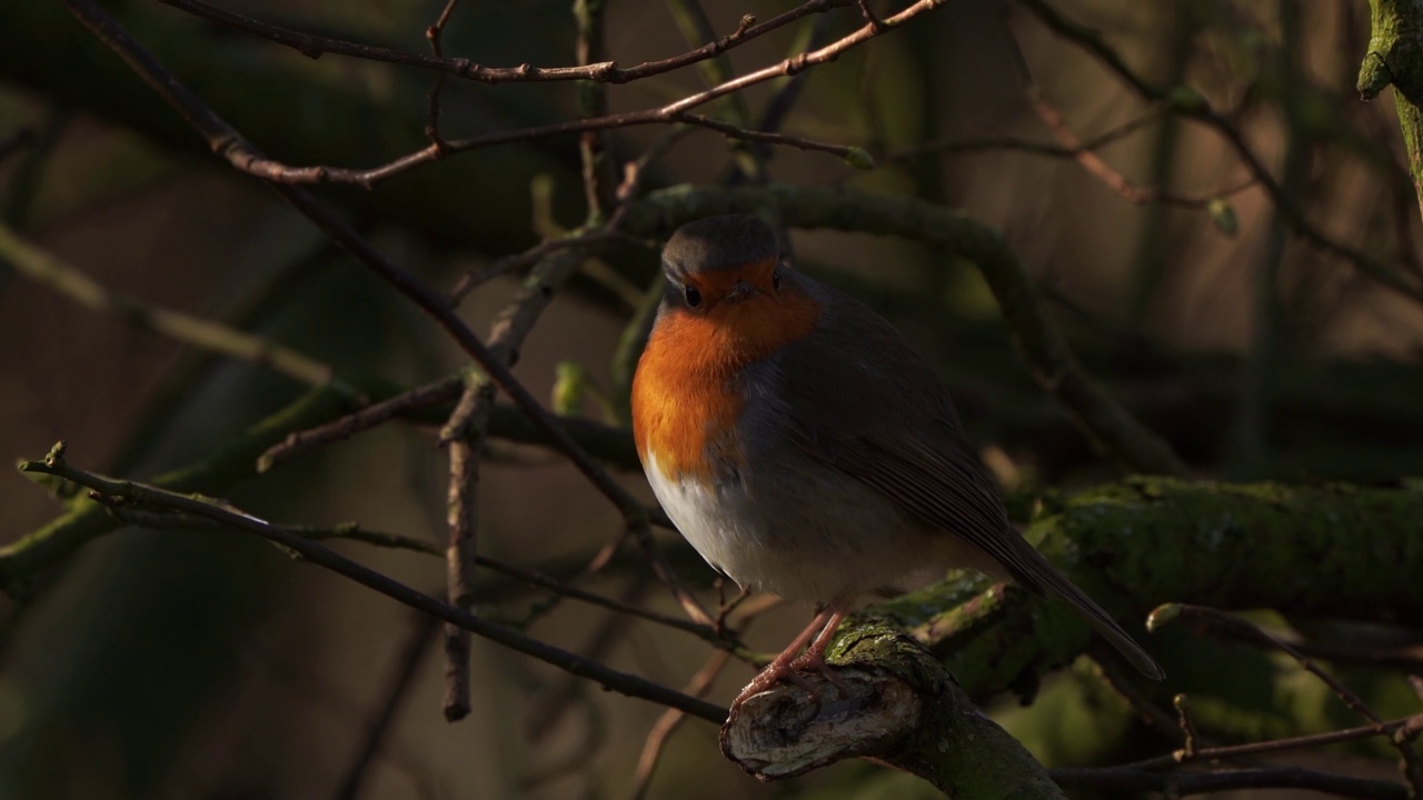 一只知更鸟(Erithacus rubecula)坐在树枝上视频素材