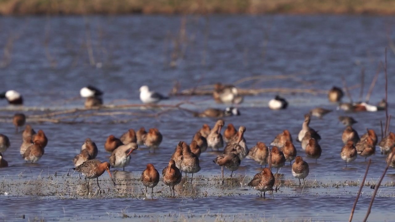 黑尾塍鹬(Limosa Limosa)与其他鸟类聚集在浅水区视频素材