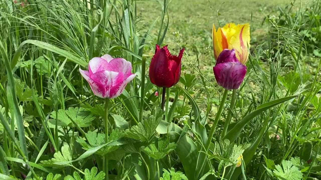 美丽的郁金香花。美丽多彩的郁金香在春天的公园里。视频素材