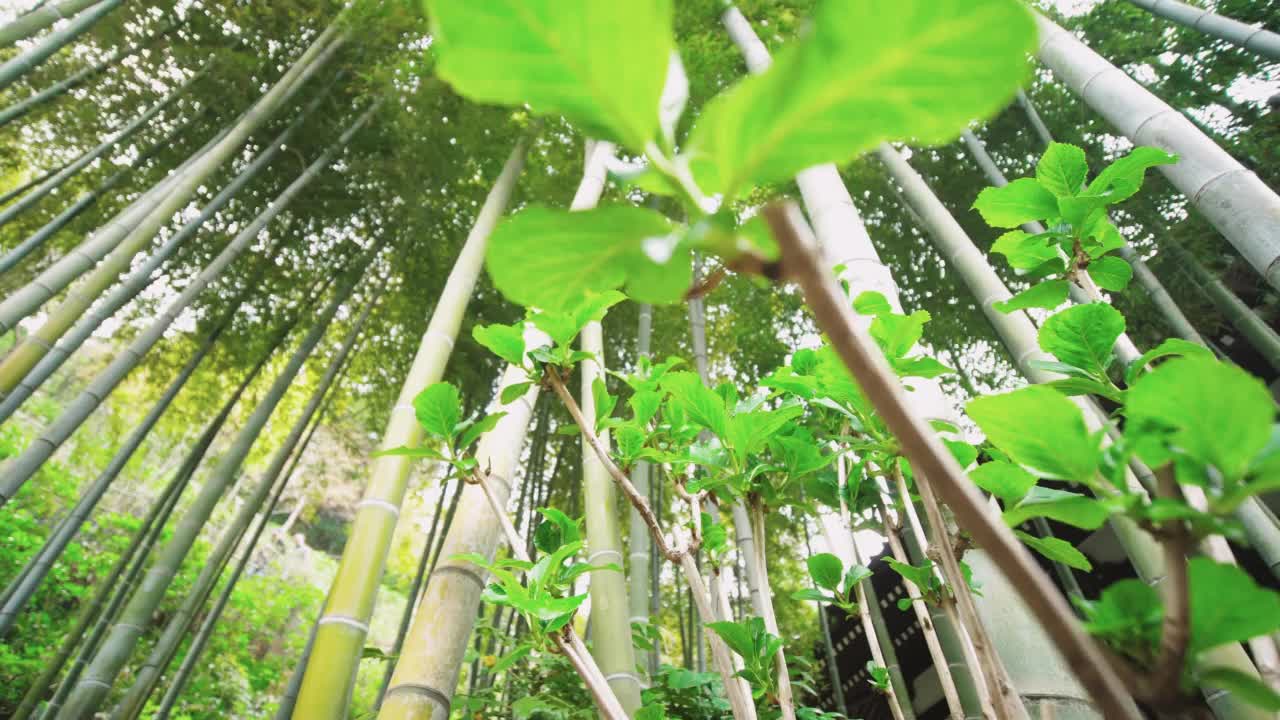 竹林自然生长热带雨林视频素材