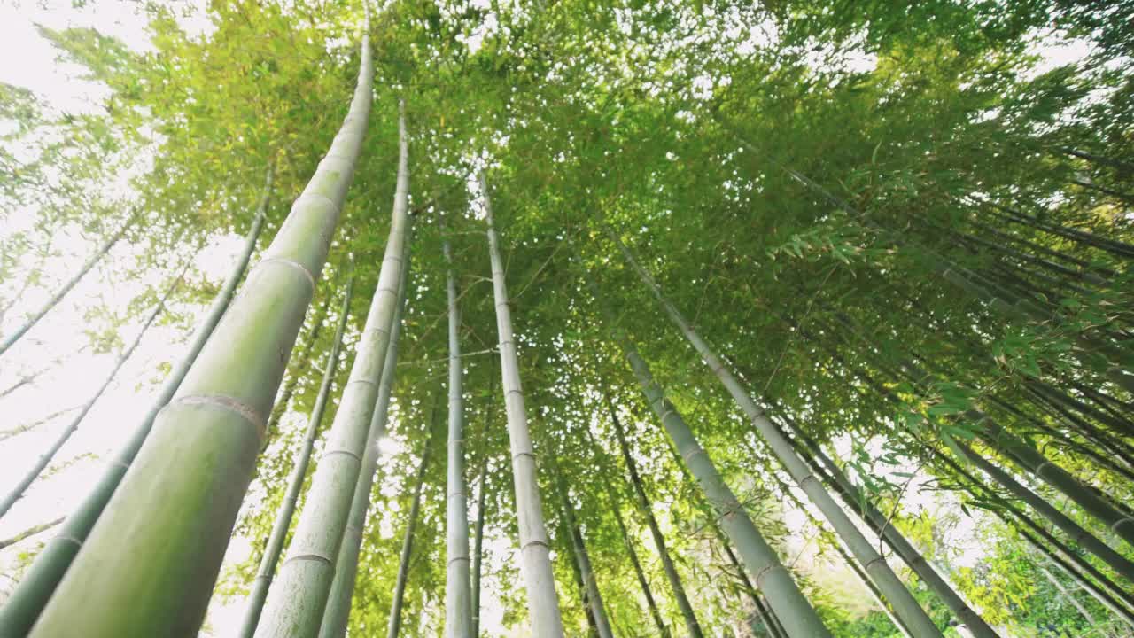 竹林自然热带雨林生长视频素材