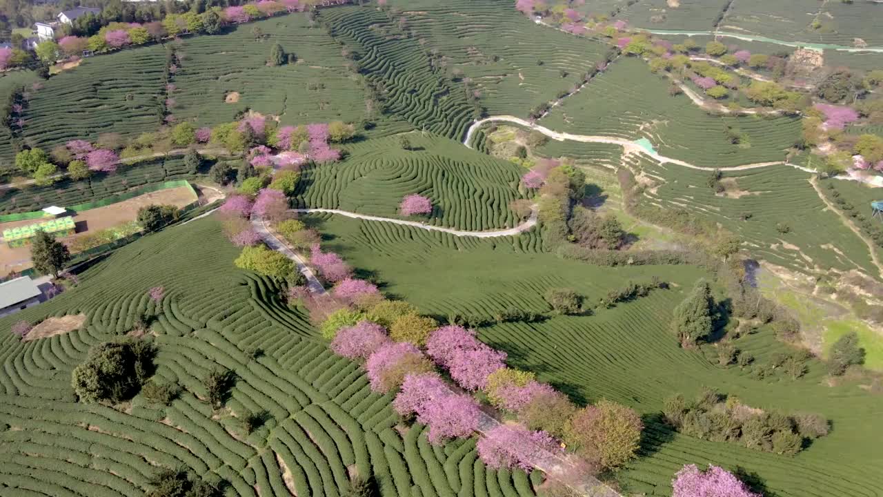 绿色茶园的粉红色樱桃树的航拍照片视频素材