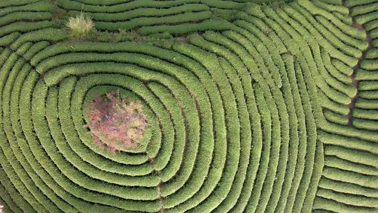 绿色茶园的茶树线的航拍视频视频素材